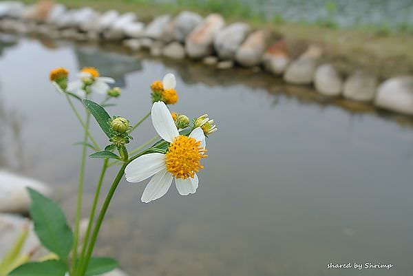 DSC_1968.JPG DSC_1968.JPG