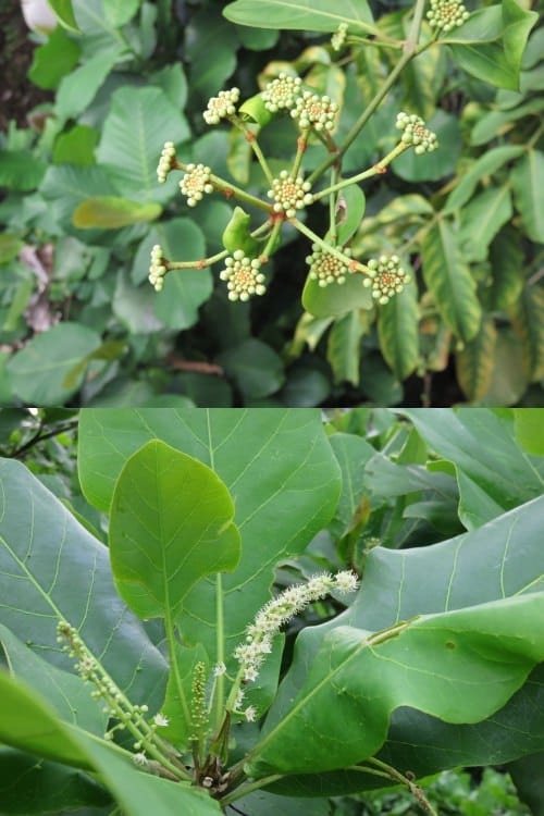 The Southern Ridges 南部山脊