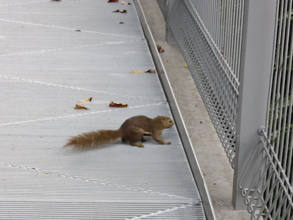 The Southern Ridges 南部山脊