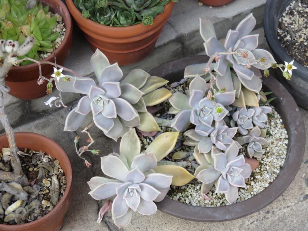 倉敷美觀 Kurashiki