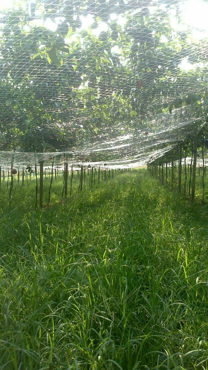 埔里 葡萄香果園