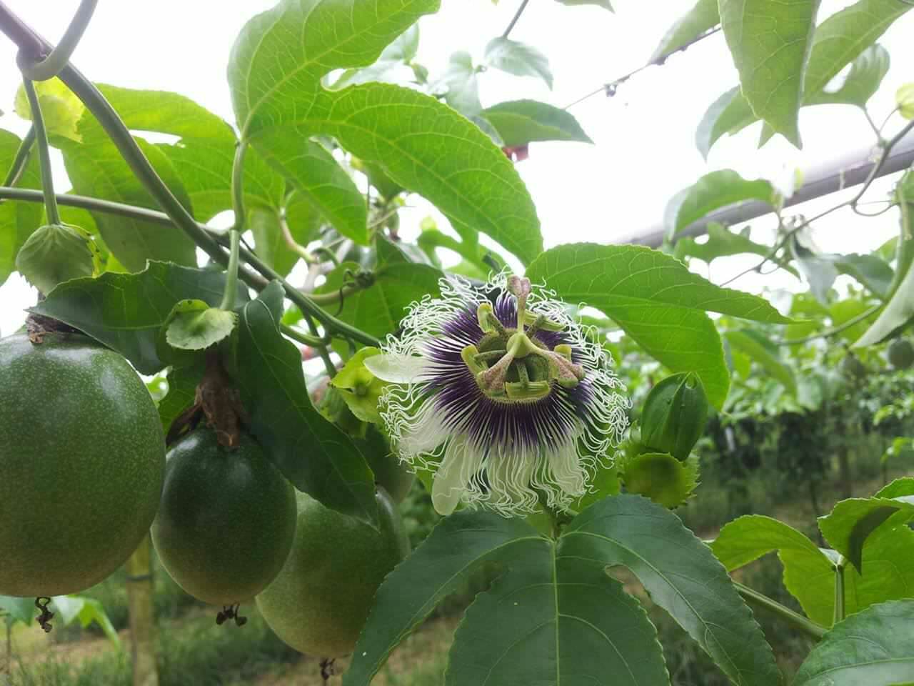 埔里 葡萄香果園