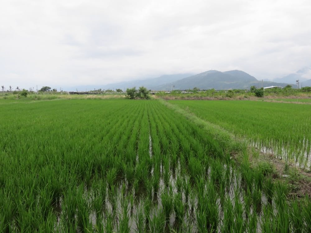 台東孩子的書屋 Kid’s bookhouse 身為農損志工的驕傲 - 第15張圖 台東知本