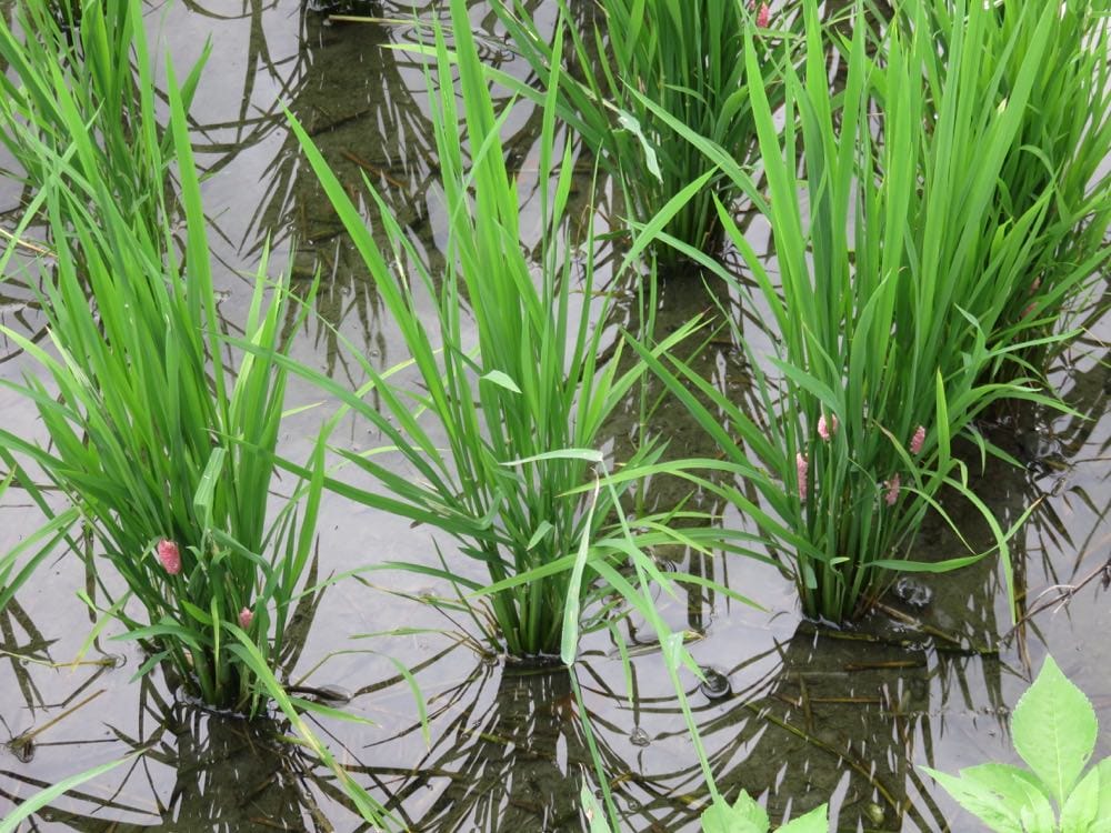 台東孩子的書屋 Kid’s bookhouse 身為農損志工的驕傲 - 第7張圖 台東知本 孩子的書屋