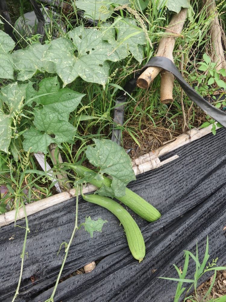 台東孩子的書屋 Kid’s bookhouse 身為農損志工的驕傲 - 第8張圖 台東知本 孩子的書屋