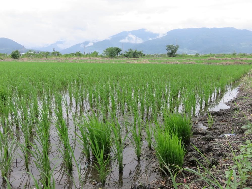 台東孩子的書屋 Kid’s bookhouse 身為農損志工的驕傲 - 第1張圖 台東知本 孩子的書屋