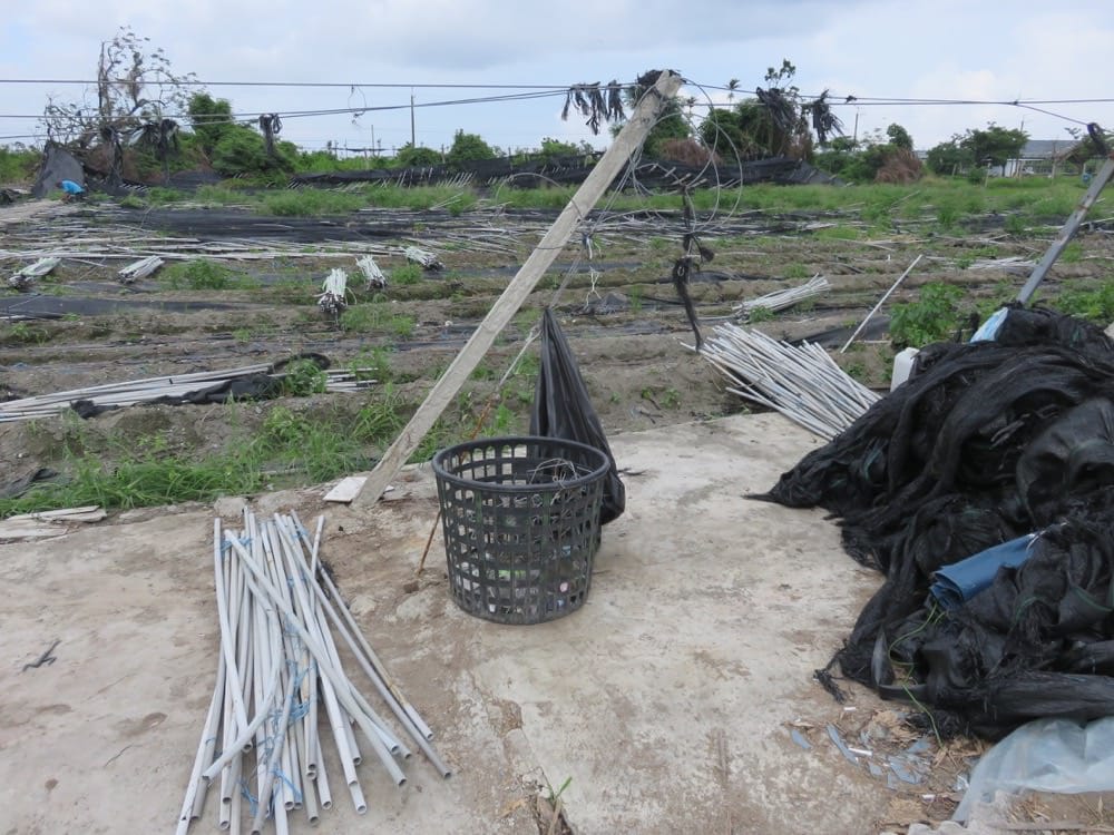 台東孩子的書屋 Kid’s bookhouse 身為農損志工的驕傲 - 第11張圖 台東知本 孩子的書屋