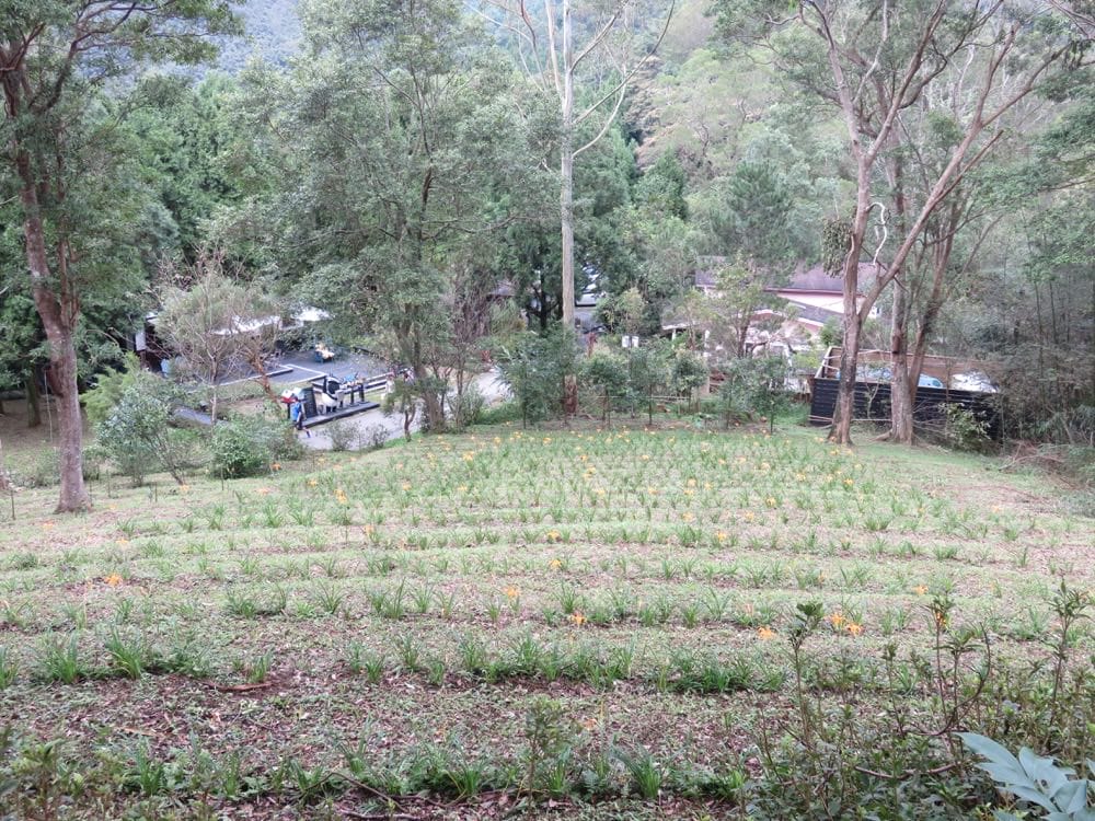 《新竹自由行》薰衣草森林 凌空廊道 粉圓豆花創始店 Lavender Cottage - 第10張圖 薰衣草森林