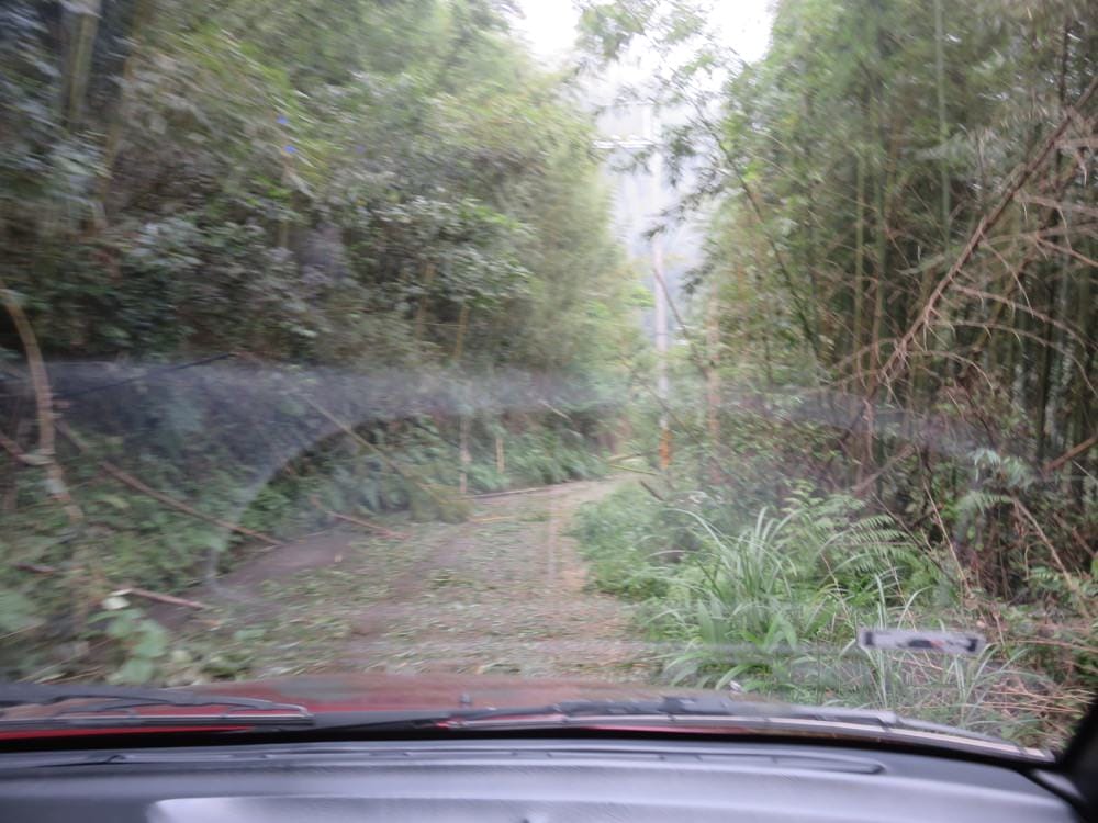 《新竹自由行》薰衣草森林 凌空廊道 粉圓豆花創始店 Lavender Cottage - 第13張圖 凌空廊道