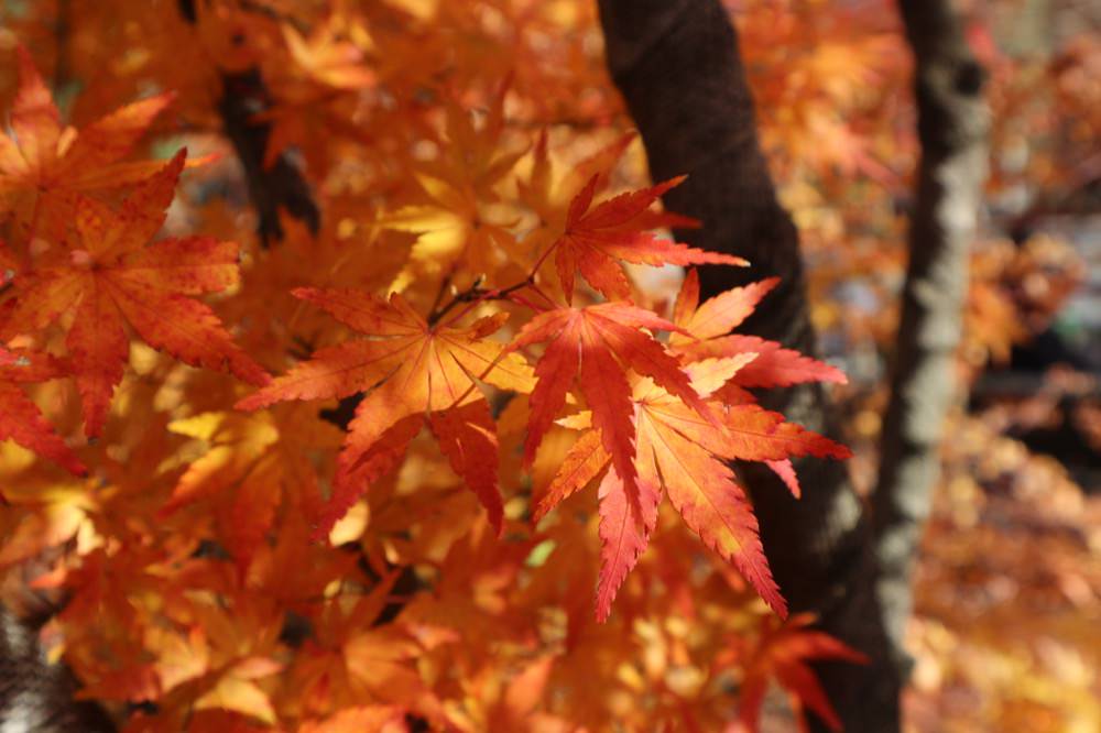 河口湖紅葉迴廊