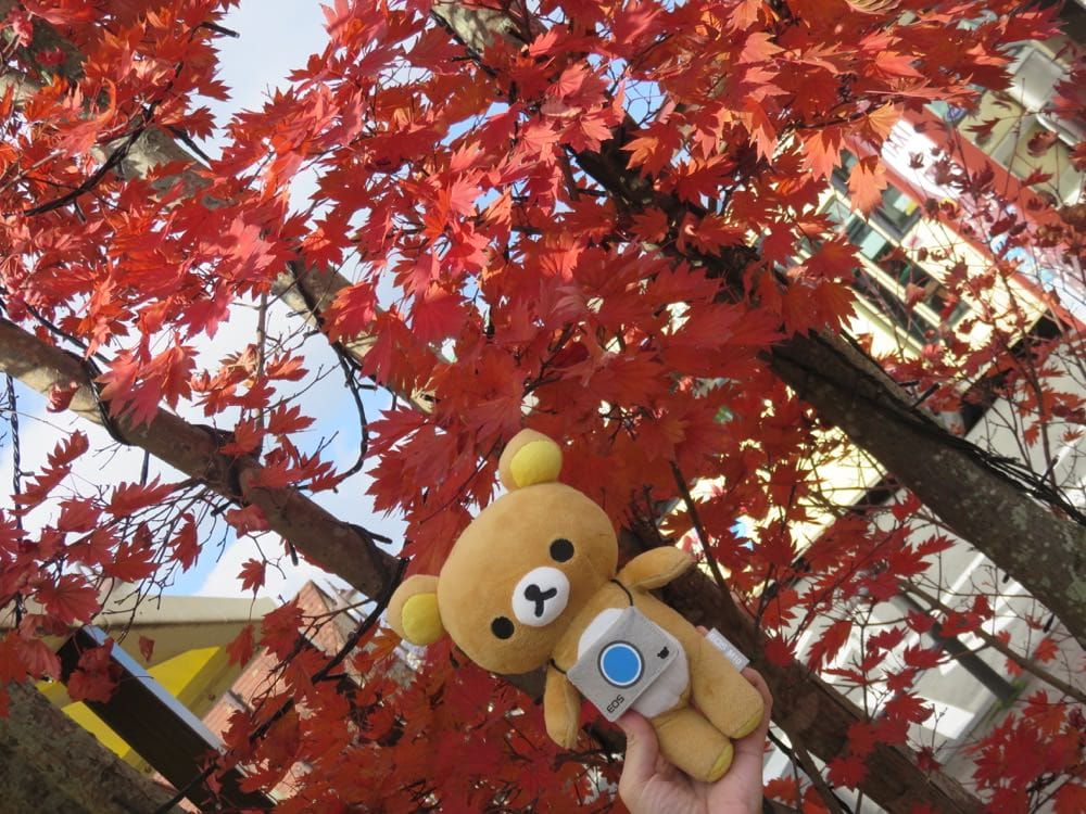 河口湖車站 Kawaguchiko station 喝一杯再走