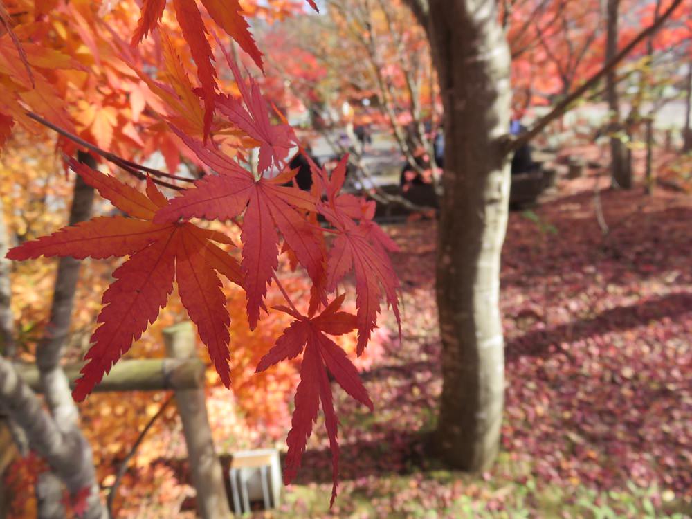 河口湖 起司蛋糕 Cheesecake garden 富士山餅乾 紅葉迴廊