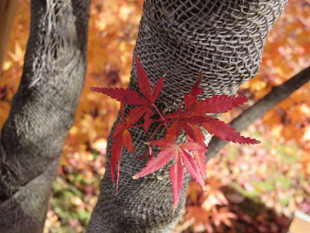 河口湖 起司蛋糕 Cheesecake garden 富士山餅乾 紅葉迴廊