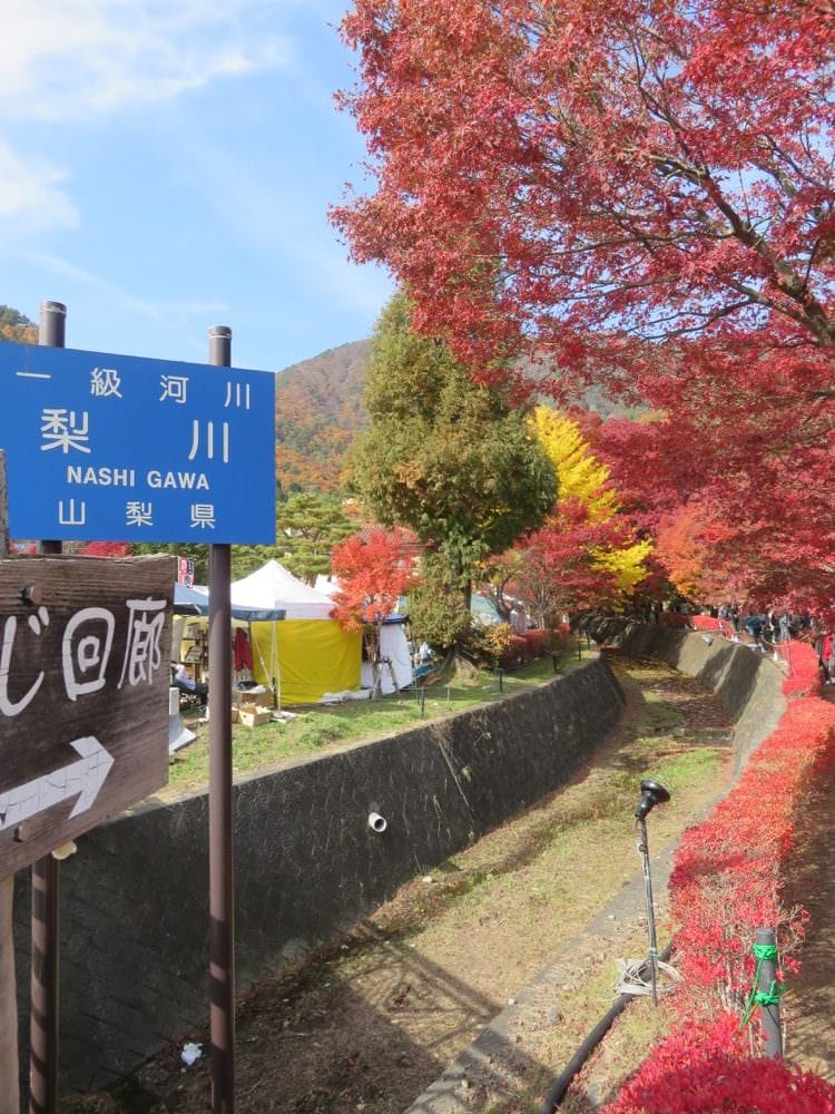 河口湖 起司蛋糕 Cheesecake garden 富士山餅乾 紅葉迴廊