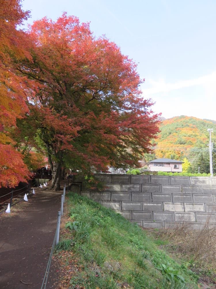 河口湖 起司蛋糕 Cheesecake garden 富士山餅乾 紅葉迴廊