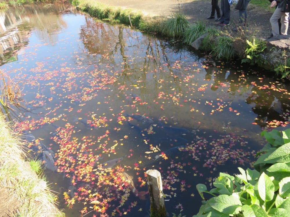 富士五湖 忍野八海 Oshino Hakkai Springs 泉水傳說