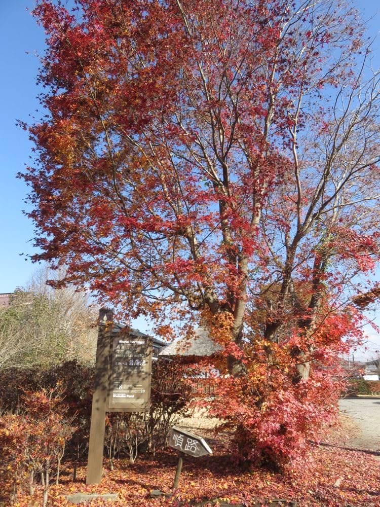 富士五湖 忍野八海 Oshino Hakkai Springs 泉水傳說