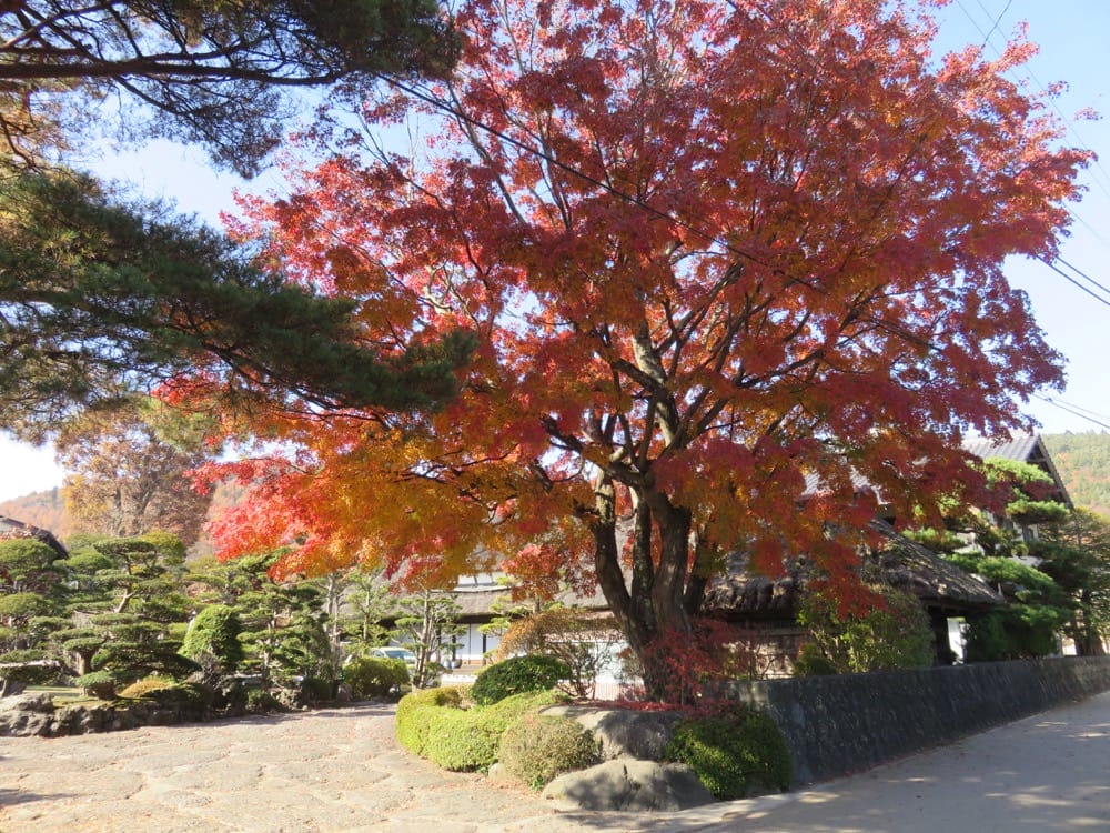 富士五湖 忍野八海 Oshino Hakkai Springs 泉水傳說