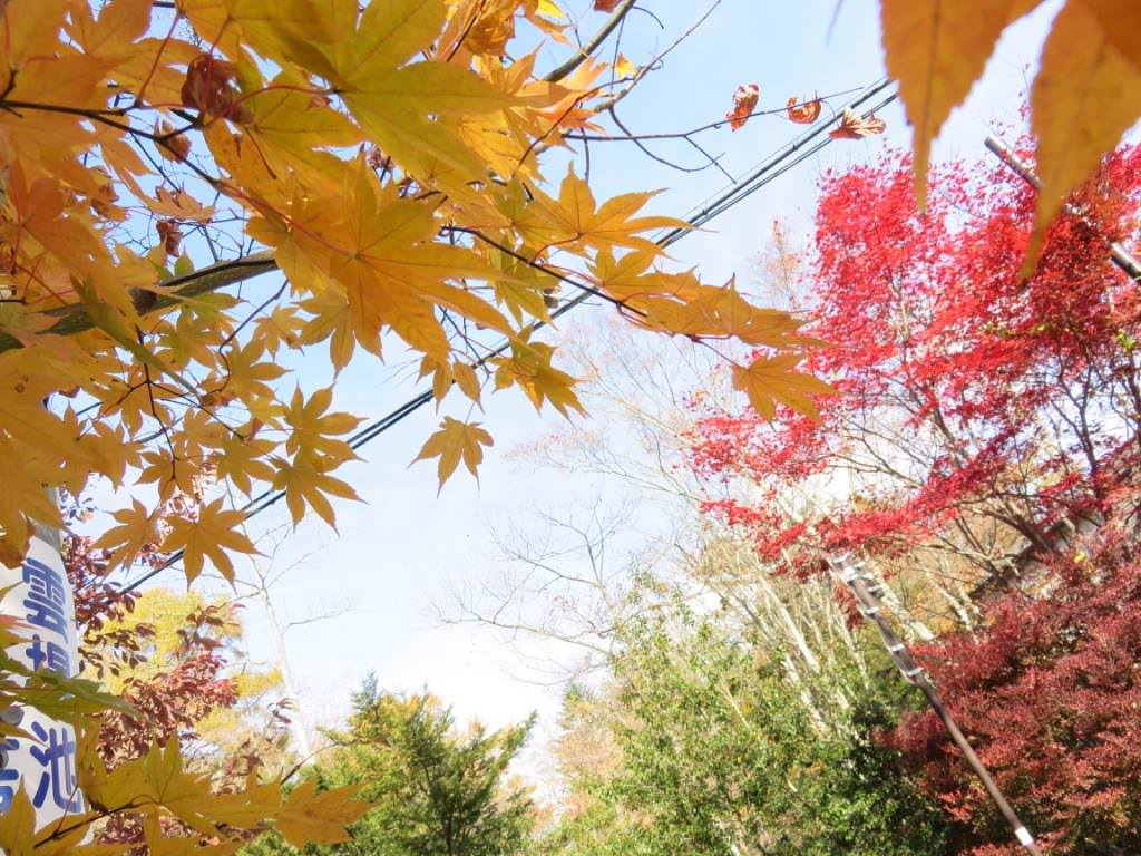 日本WIUP行動上網分享器 173快樂旅遊零時差