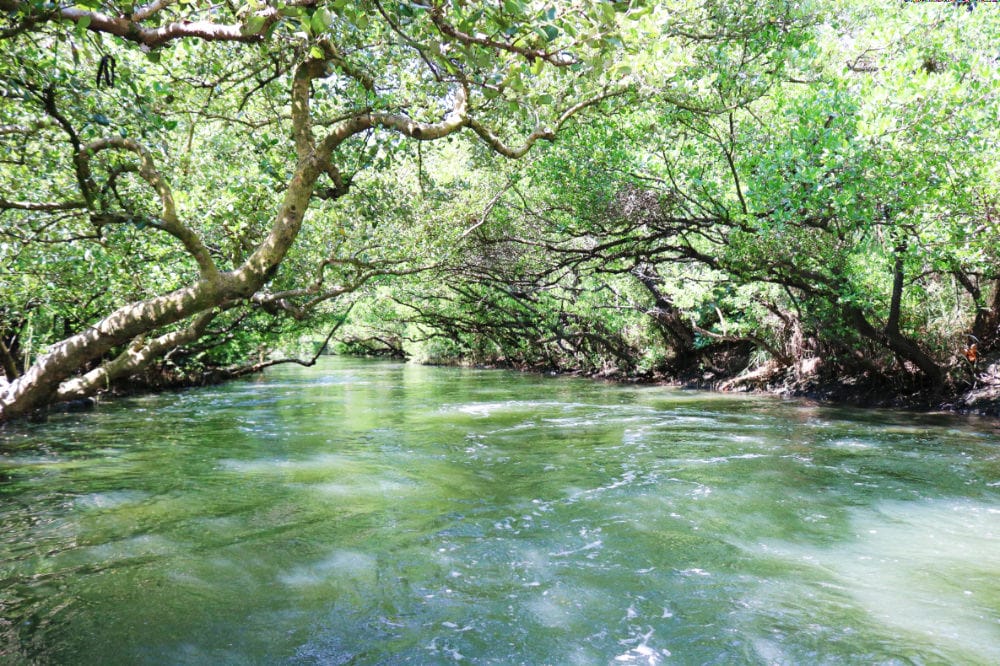 《台南綠色隧道》四草隧道或新營長勝營區隧道值得來嗎