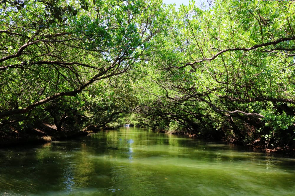 《台南綠色隧道》四草隧道或新營長勝營區隧道值得來嗎