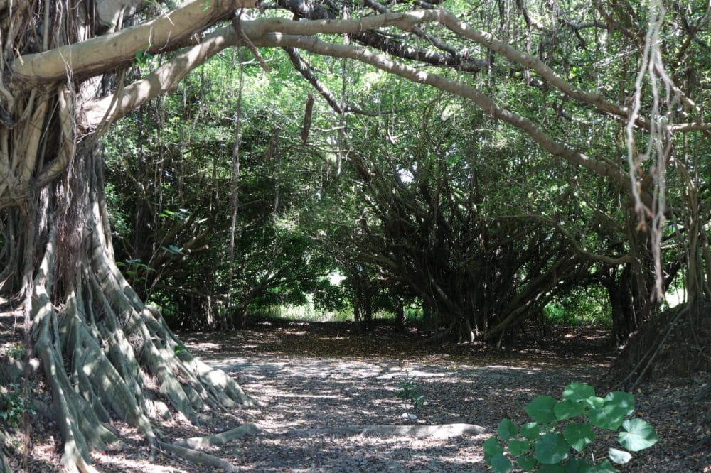 《台南綠色隧道》四草隧道或新營長勝營區隧道值得來嗎