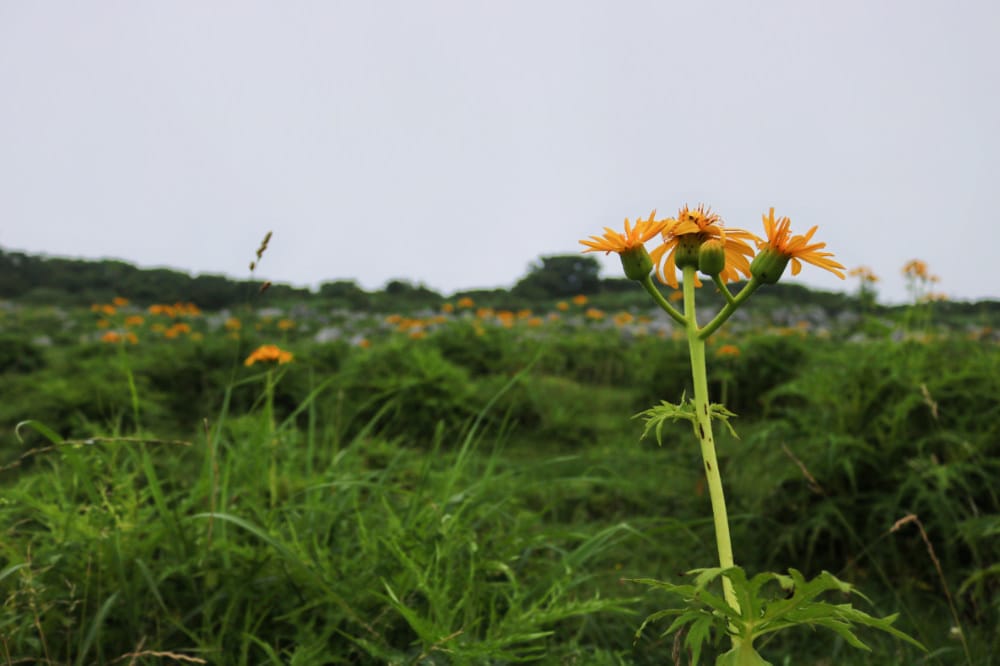 四國住宿 天狗莊旅遊地圖鮮為人知喀斯特地形