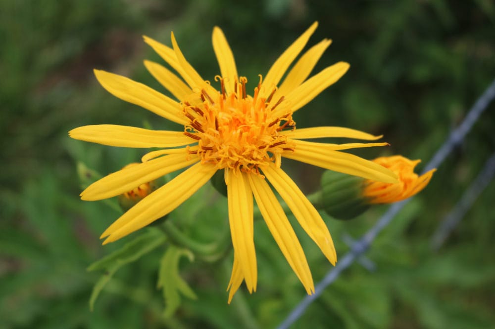 四國住宿 天狗莊旅遊地圖鮮為人知喀斯特地形