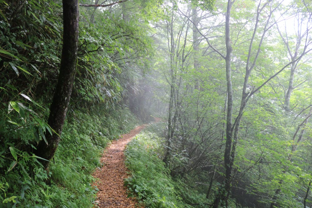 四國伴手禮 日本人氣美味戰利品高知米土佐牛柚子醬好吃