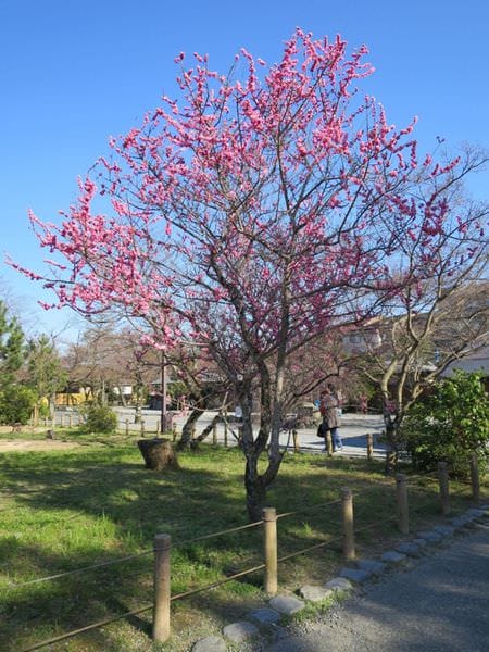 專欄|日本京阪賞櫻四天三夜 第二天 漫步世界遺產 嵐山天龍寺 渡月橋 中之島公園 廣川鰻魚 名代豬排 - 第9張圖 專欄|日本京阪賞櫻四天三夜 第二天 漫步世界遺產 嵐山天龍寺 渡月橋 中之島公園 廣川鰻魚 名代豬排