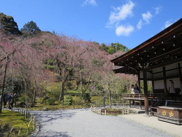專欄|日本京阪賞櫻四天三夜 第二天 漫步世界遺產 嵐山天龍寺 渡月橋 中之島公園 廣川鰻魚 名代豬排 - 第17張圖 專欄|日本京阪賞櫻四天三夜 第二天 漫步世界遺產 嵐山天龍寺 渡月橋 中之島公園 廣川鰻魚 名代豬排