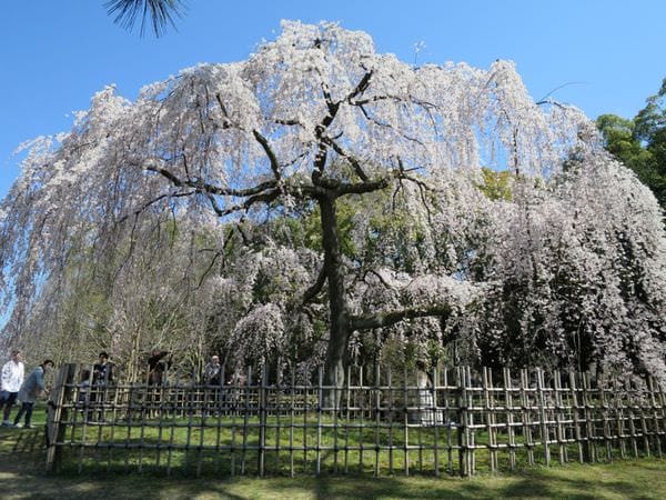 專欄｜日本京阪賞櫻四天三夜 第三天 清水寺周邊 三十三間堂一日遊