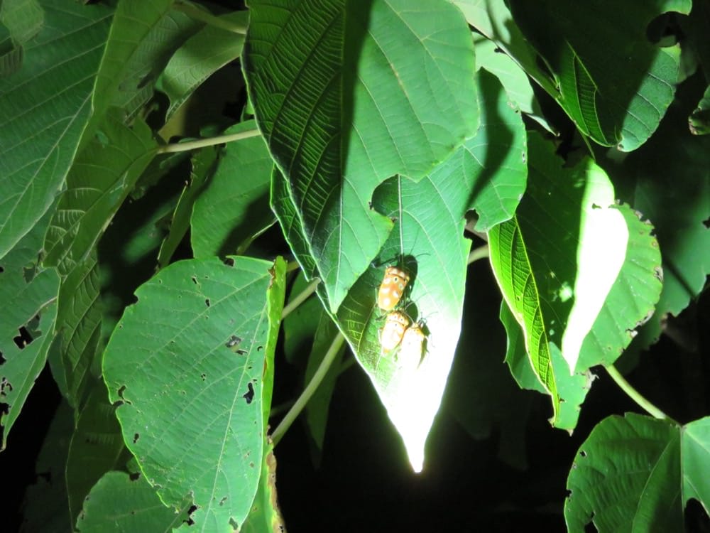 專欄|蘭嶼三天兩夜住宿、行程、搭船搭飛機,總行程花費告訴你!享受外島的湛藍海水吧! - 第17張圖 專欄|蘭嶼三天兩夜住宿、行程、搭船搭飛機,總行程花費告訴你!享受外島的湛藍海水吧!