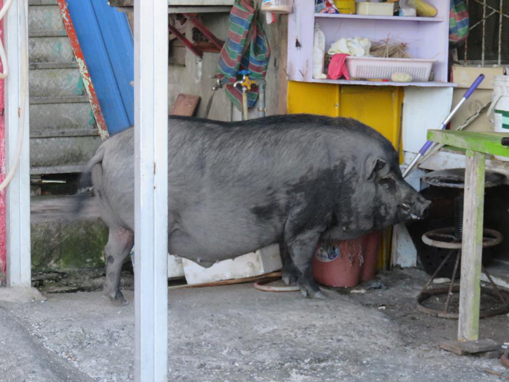 專欄|蘭嶼三天兩夜住宿、行程、搭船搭飛機,總行程花費告訴你!享受外島的湛藍海水吧! - 第9張圖 專欄|蘭嶼三天兩夜住宿、行程、搭船搭飛機,總行程花費告訴你!享受外島的湛藍海水吧!