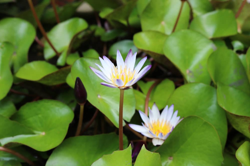 嘉義故宮南院到台南後壁新營 長輩路線拜拜吃美食