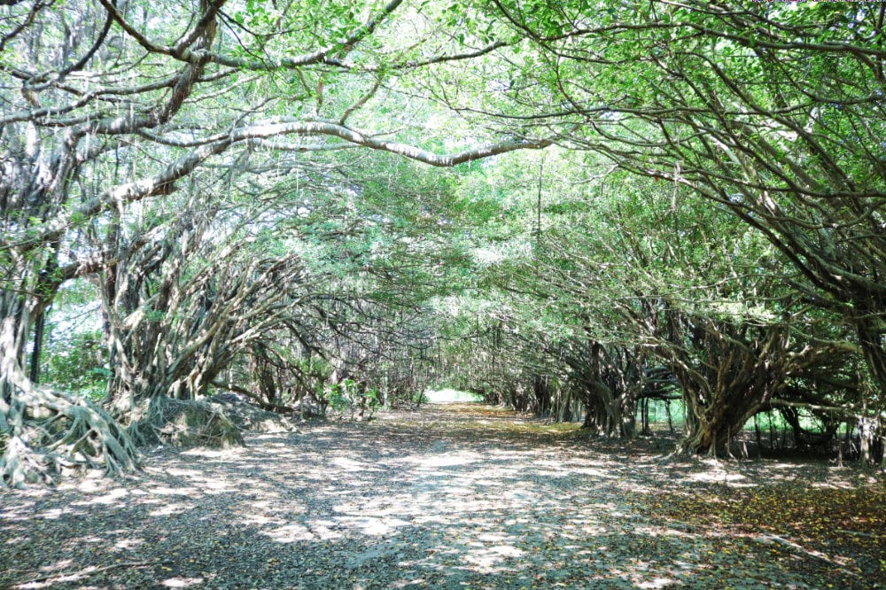 嘉義故宮南院到台南後壁新營 長輩路線拜拜吃美食