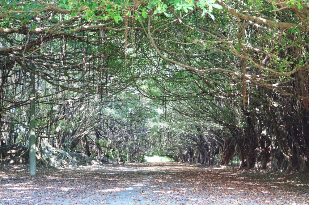 嘉義故宮南院到台南後壁新營 長輩路線拜拜吃美食