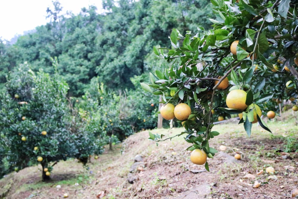 新店烏來露營烤肉馥麗欣咖啡BBQ 場地聚餐超適合