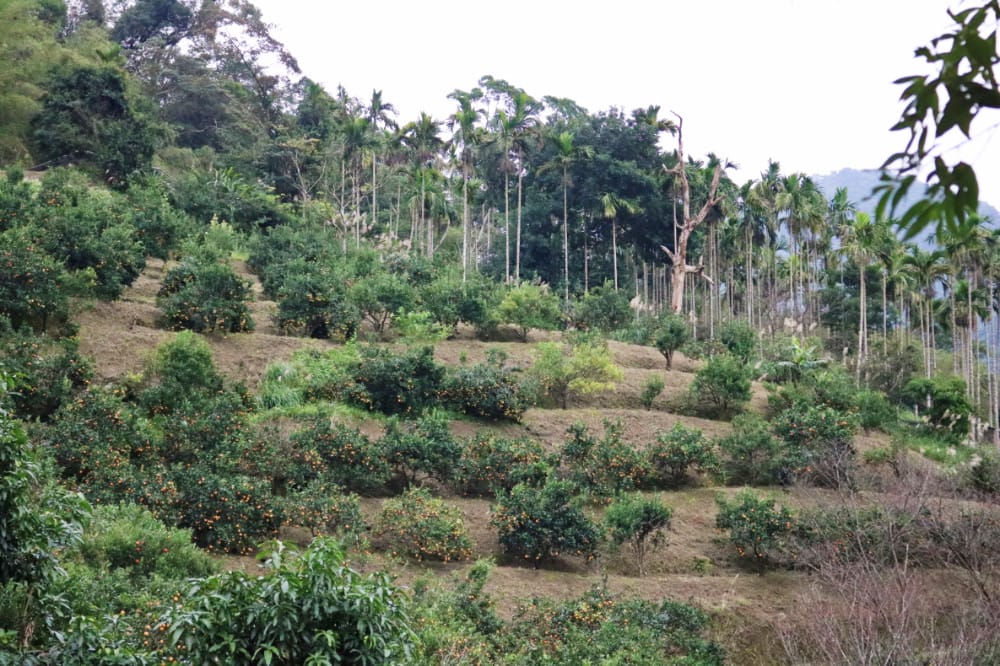 新店烏來露營烤肉馥麗欣咖啡BBQ 場地聚餐超適合
