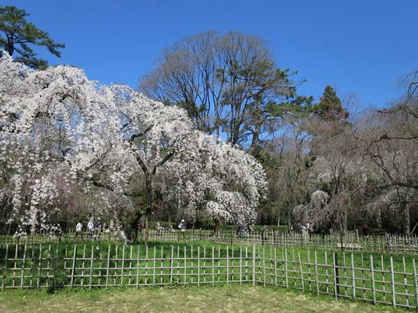 專欄｜日本京阪賞櫻四天三夜 第四天 京都御苑枝垂櫻 京都廚房錦市場 大阪心齋橋