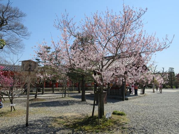 專欄｜日本京阪賞櫻四天三夜 第三天 清水寺周邊 三十三間堂一日遊