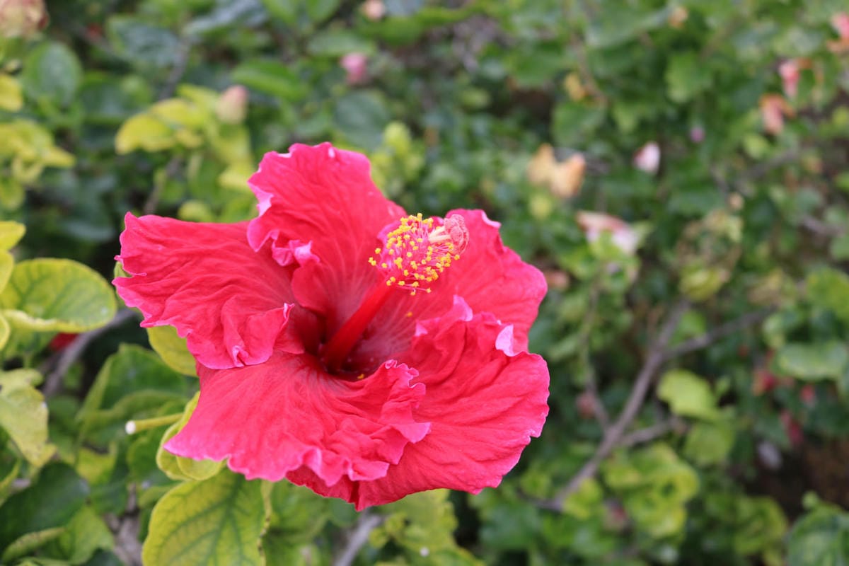 沖繩傳統手藝陶藝 素燒風獅爺著色體驗 親子同樂創意無限 - 第2張圖 沖繩傳統手藝陶藝 素燒風獅爺著色體驗 親子同樂創意無限