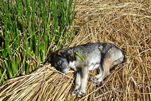 祕魯當地團普諾 經典的的喀喀湖兩天一夜 小心高山症