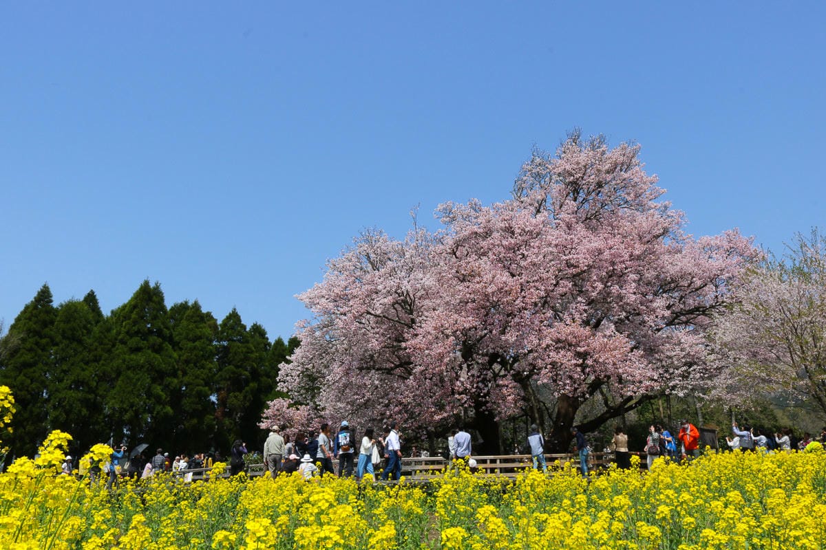 熊本阿蘇景點 一心行櫻花 品嚐烤雞鄉土料理 高森田樂的里
