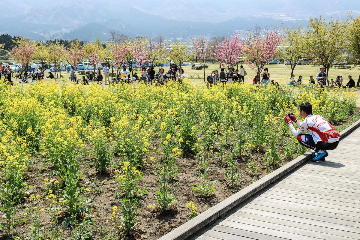 熊本阿蘇景點 一心行櫻花 品嚐烤雞鄉土料理 高森田樂的里