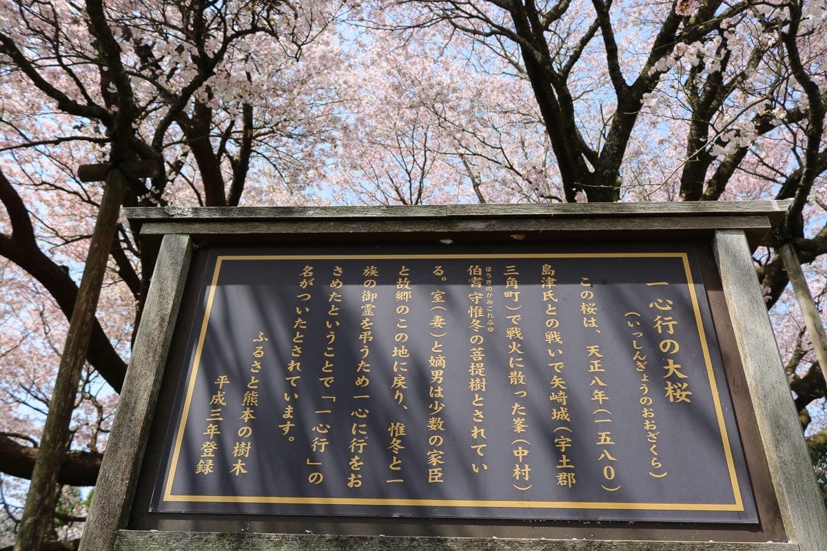 熊本阿蘇景點 一心行櫻花 品嚐烤雞鄉土料理 高森田樂的里