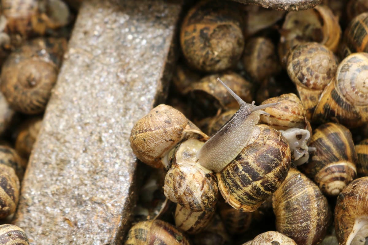 西班牙薩拉戈薩中央市場根本阿拉貢區廚房