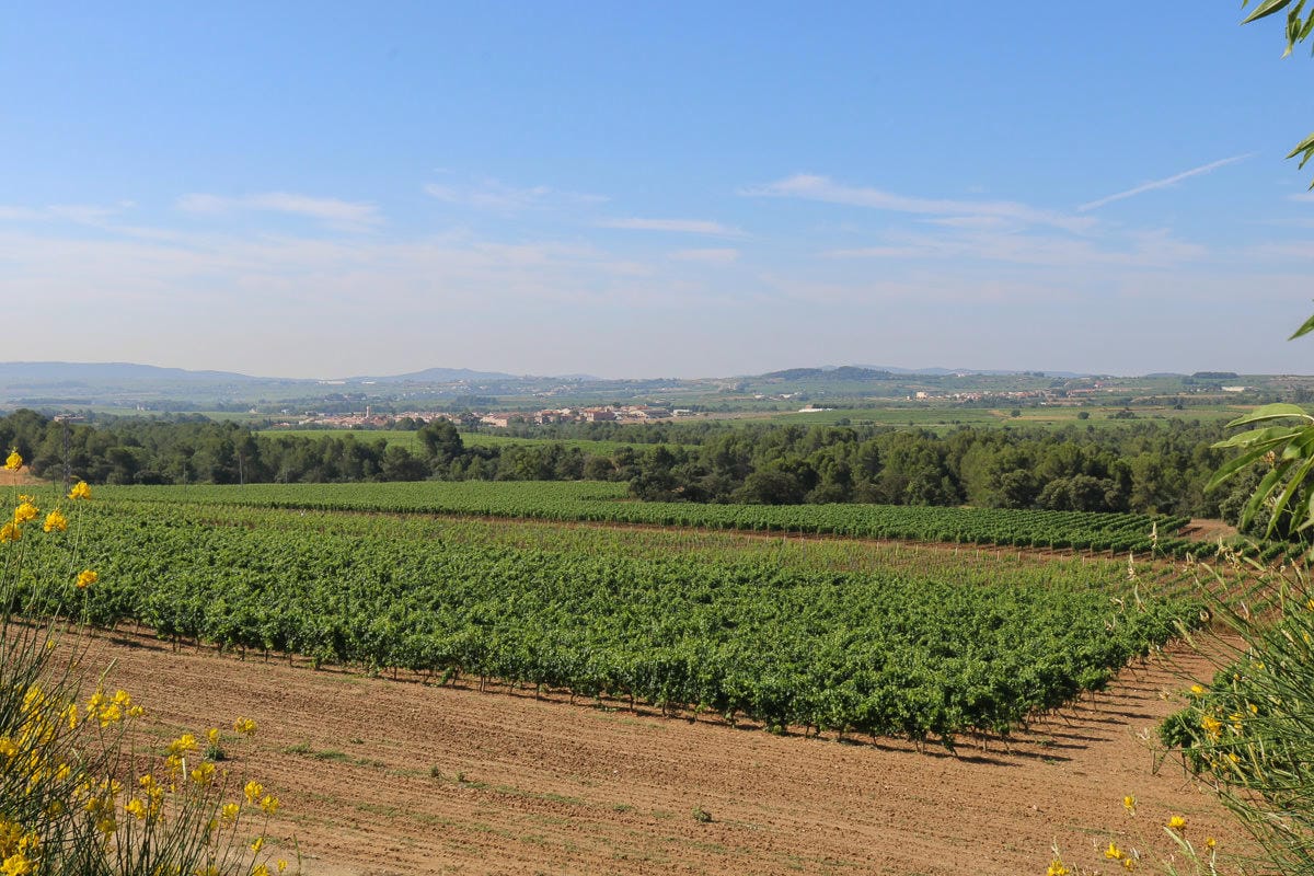 巴塞隆納酒莊一日遊跟著專業喝Cava葡萄酒