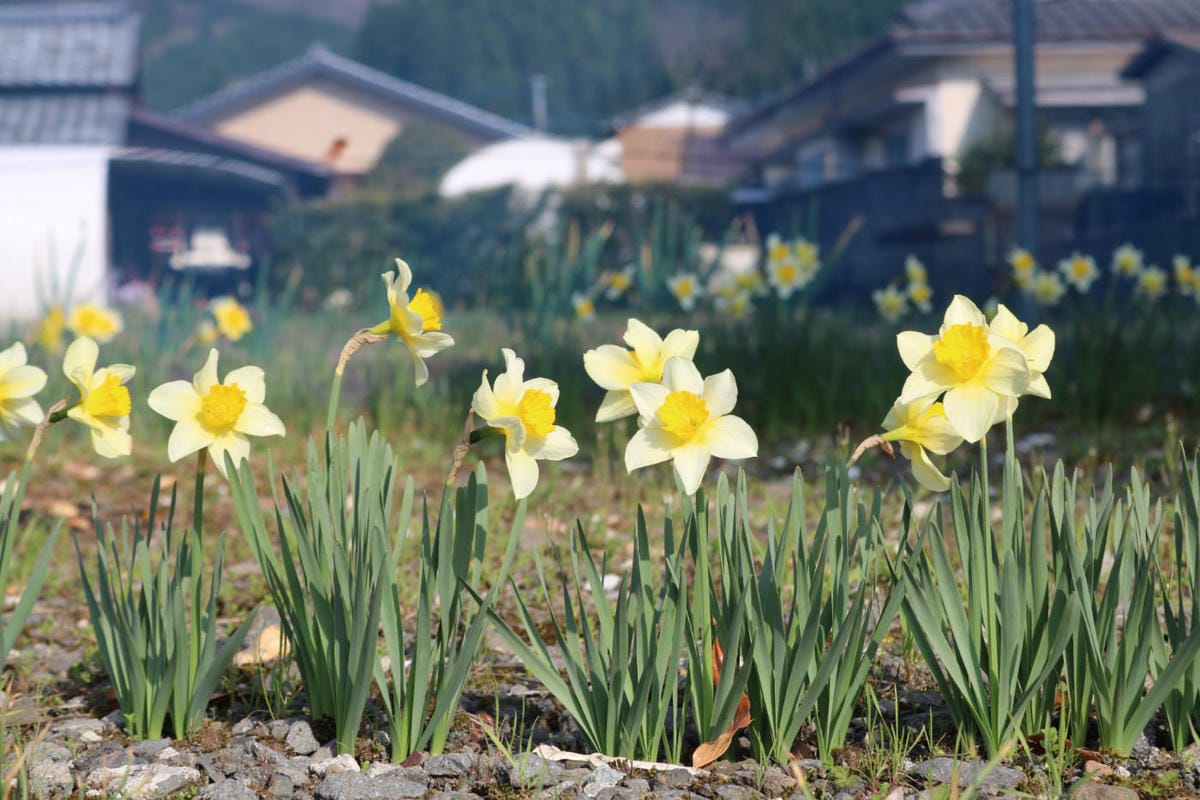 九州自駕預算 賞櫻溫泉之旅行程路線飯店懶人包 - 第1張圖 九州自駕預算 賞櫻溫泉之旅行程路線飯店懶人包
