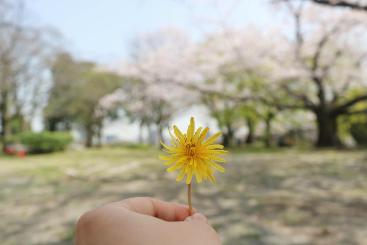 九州自駕預算 賞櫻溫泉之旅行程路線飯店懶人包 - 第11張圖 九州自駕預算 賞櫻溫泉之旅行程路線飯店懶人包